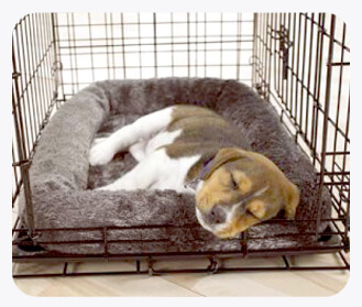 Crate Training your Puppy
