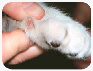 Most cats only have dewclaws on their front legs!