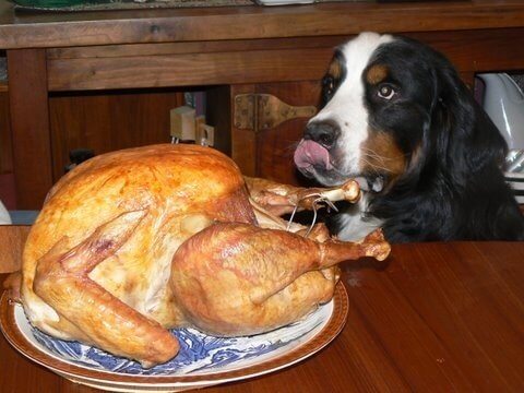 thanksgivingdog