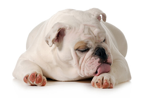 dog licking paw - english bulldog grooming isolated on white