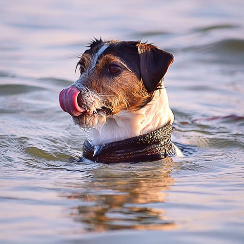 Cute terrier in the water