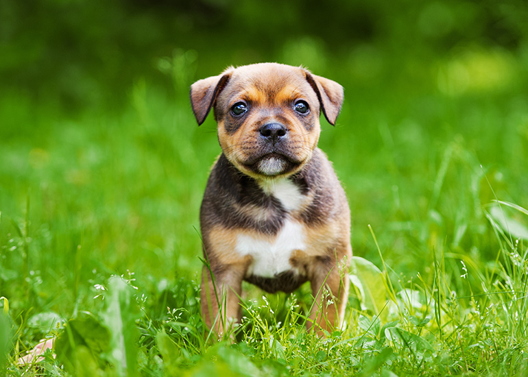 adorable staffordshire bull terrier puppy outdoors