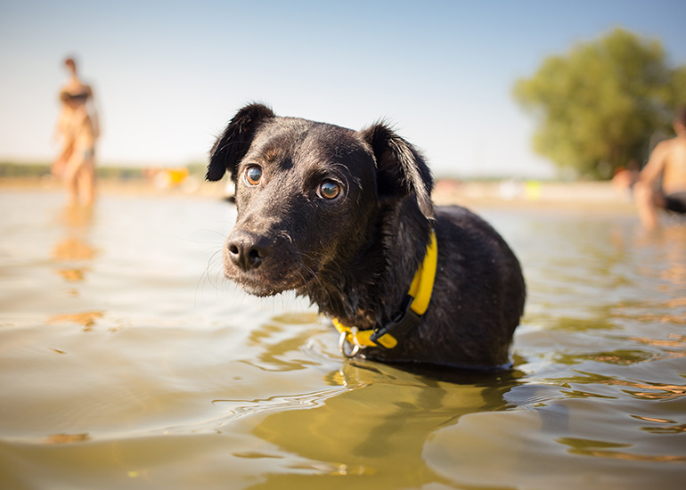 Black mixed breed dog in water portrait