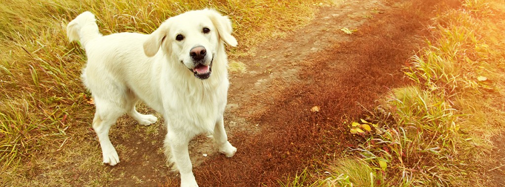 Young golden retriever for a walk in nature. Dog breed labrador outdoors.