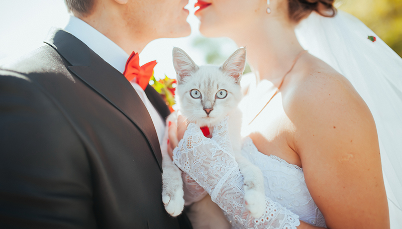 include pet at wedding