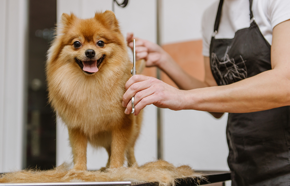 Pomeranian dog being groomed 