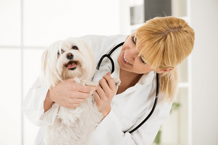 vet with dog 