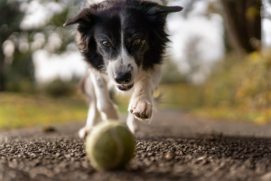 dog running after ball