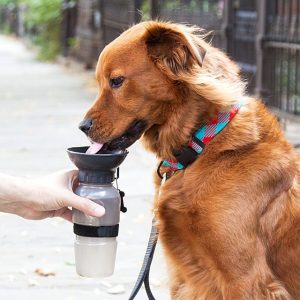 Golden retriever drinking out of dog bowl water bottle