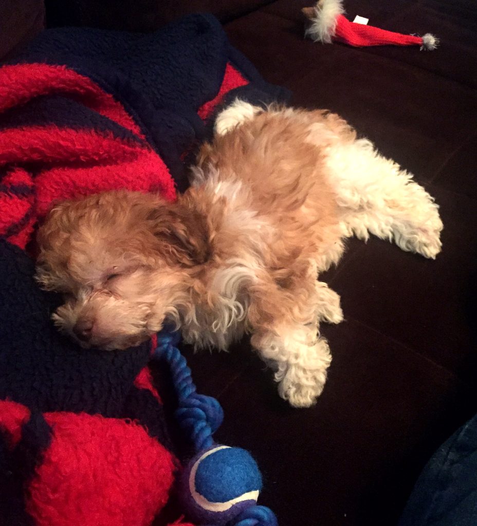 havanese puppy sleeping on couch next to blue chew toy