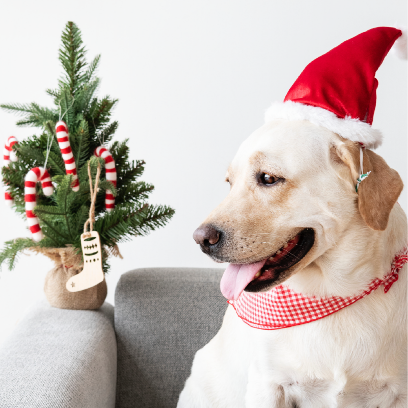 yellow lab with santa hat and red bandana sitting on a gray chair next to a small christmas tree