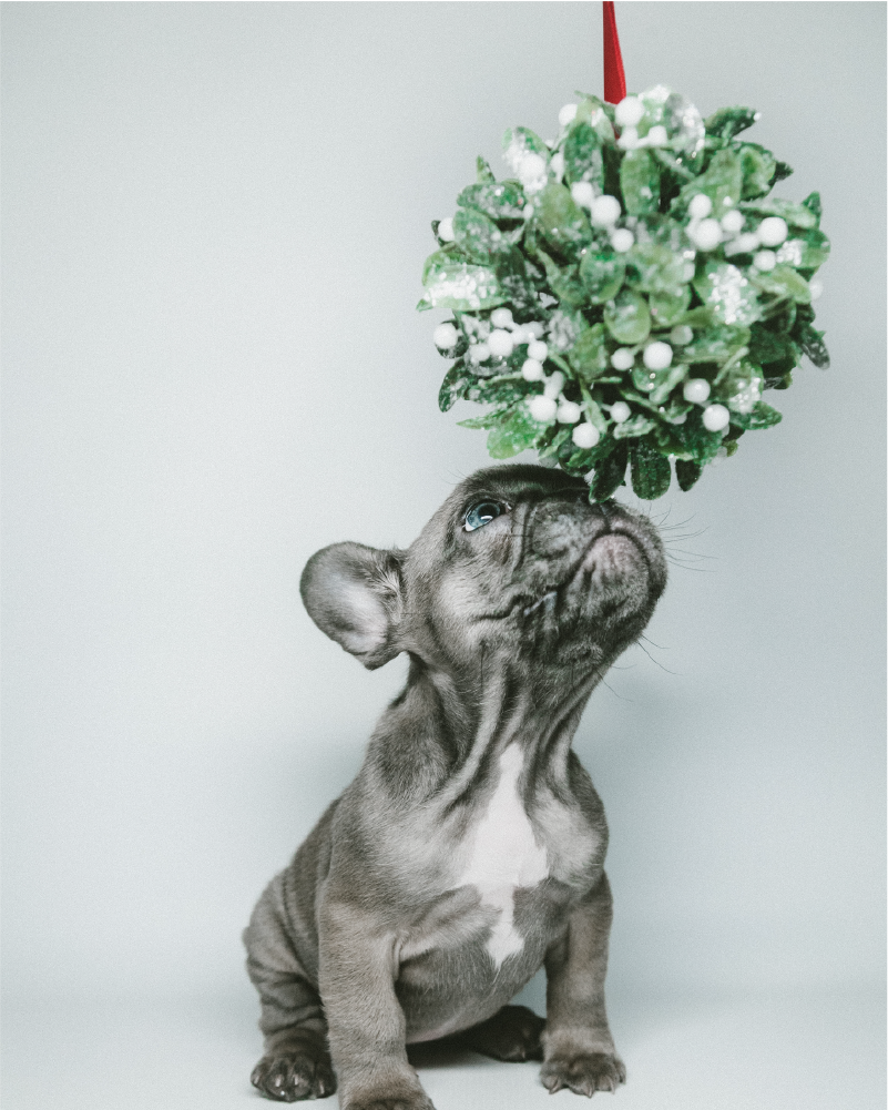 gray puppy sniffing mistletoe