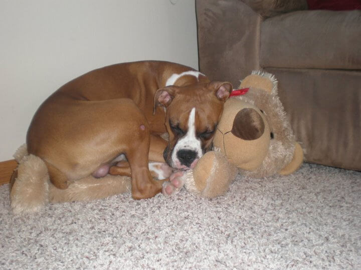 fawn and white boxer laying on teddy bear