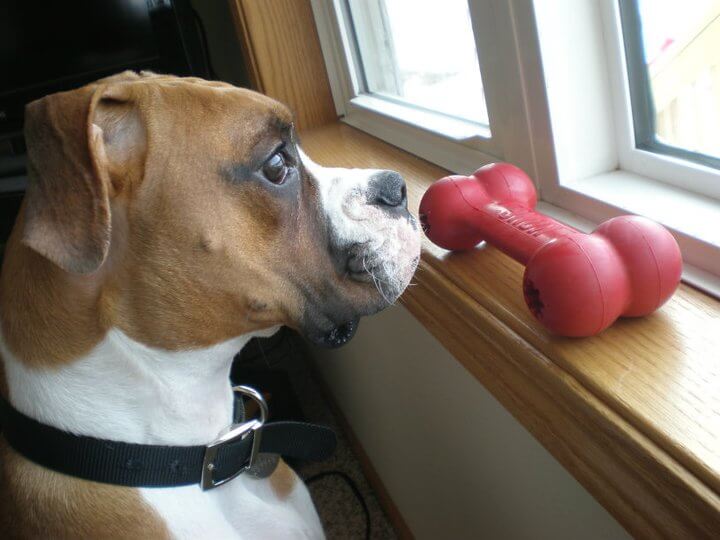 Fawn and white boxer dog with black collar staring out window with red rubber bone