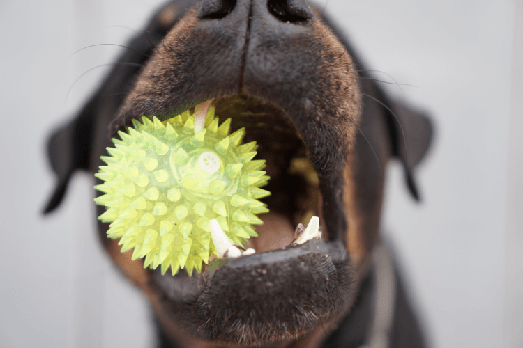 close up of dog mouth with yellow spikey ball toy