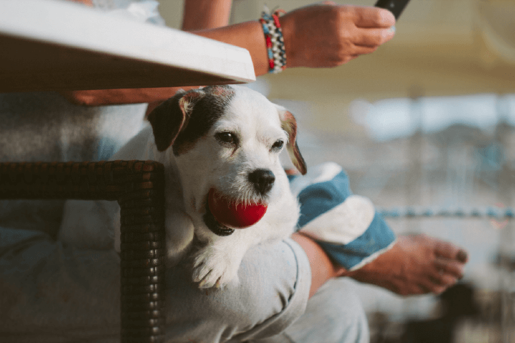 Selective focus of a white dog with a red ball in his mouth, sitting on a couch next to a human