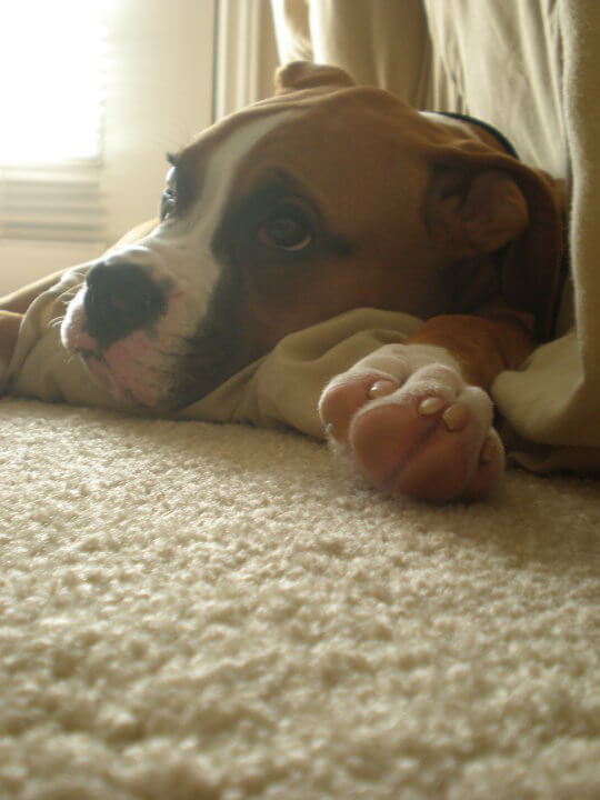 fawn and white boxer laying on beige carpet