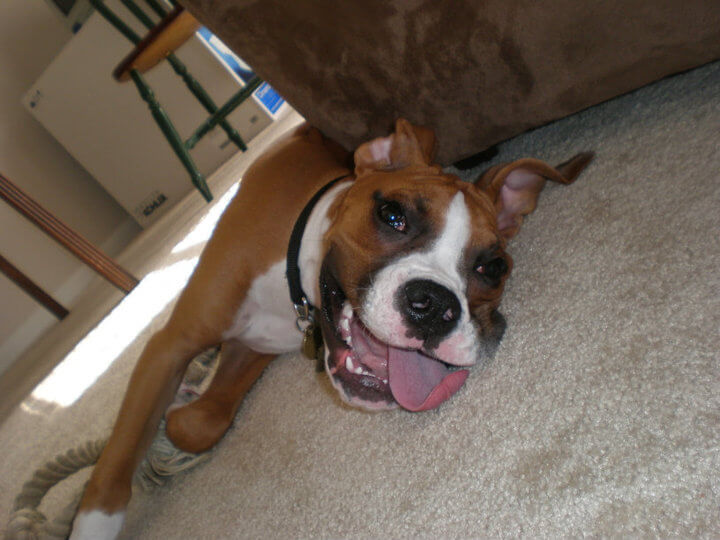 fawn and white boxer laying on floor with tongue out