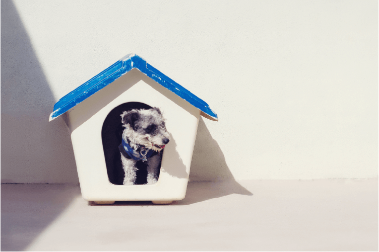 Small black and white dog poking his head out of a blue and white dog house