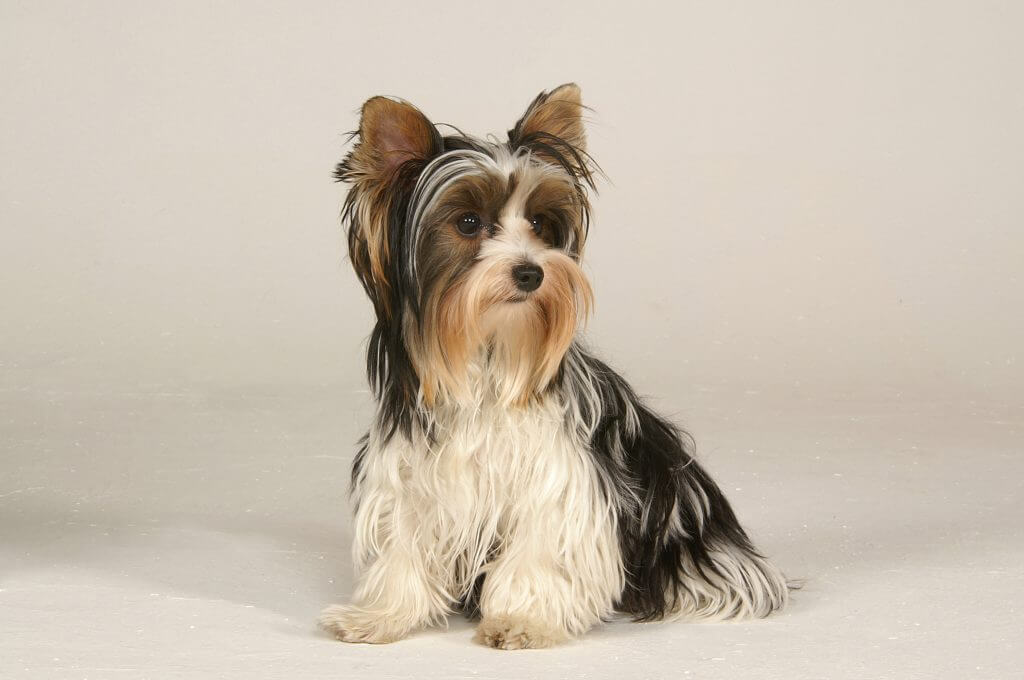 Biewer terrier, light coat with dark back and face