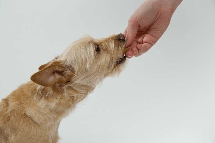 light-colored dog eating a dog biscuit from human hand