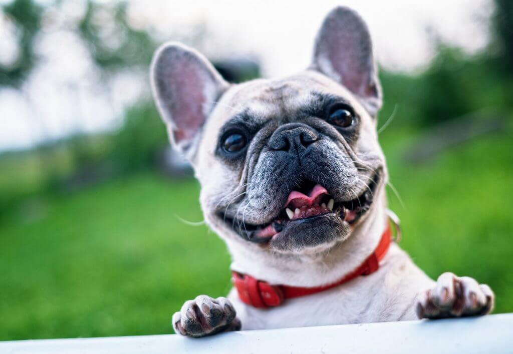 Light coated french bull dog with dark face and red collar, smiling at the camera