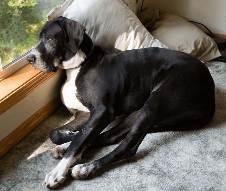 Black and white great dane, laying on floor looking out the window