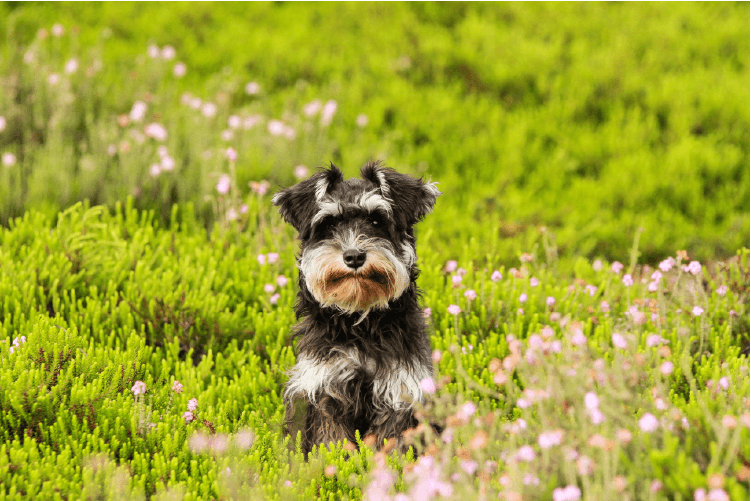 Small black and tan dog in a field of flowers