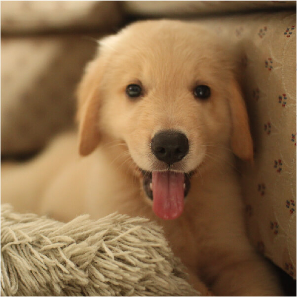 golden retriever puppy laying next to couch