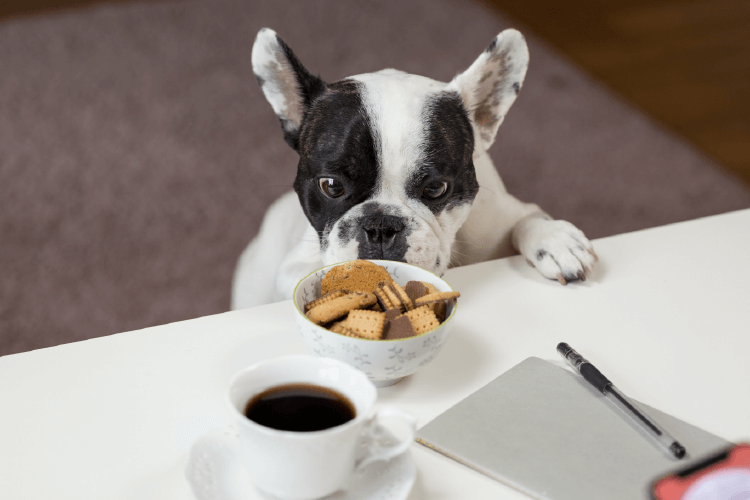 black and white dog sniffing crackers and cookies