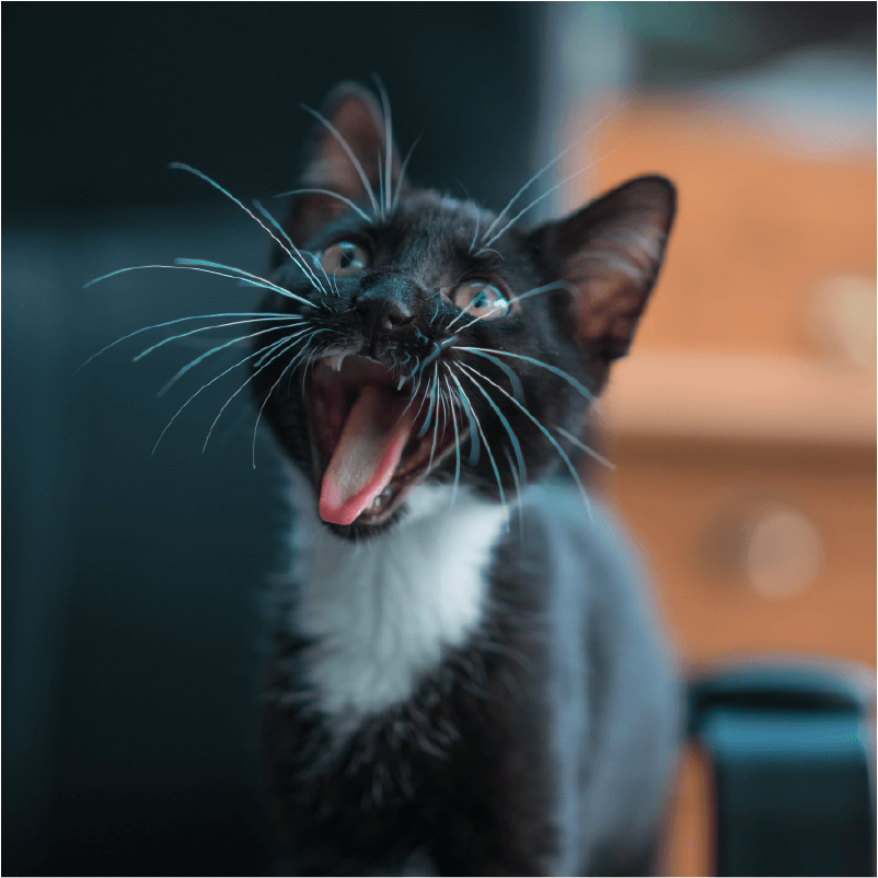 black and white cat, mouth open