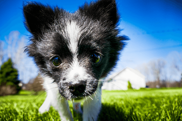 Close up of black and white small dog outdoors