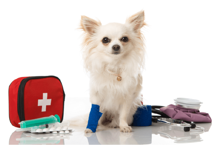 Small white dog with a blue bandage on front right paw, sitting among a first aid kit with first aid supplies.
