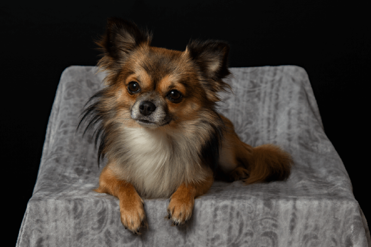long haired chihuahua, sitting on a chair covered with grey cloth. All About The Chihuahua