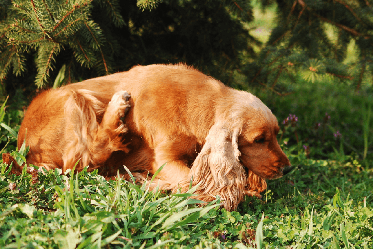 golden long coated spaniel dog lying under a tree, scratching. spring parasite prevention