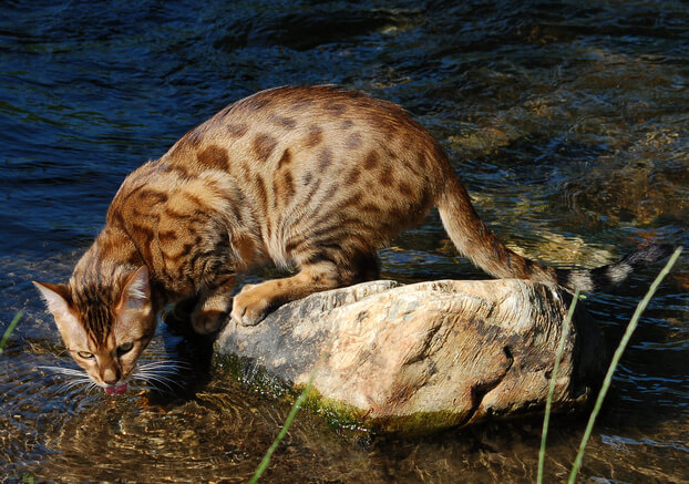 Bengal_cat sitting on a rock drinking water 5 Cat Breeds That Love Water