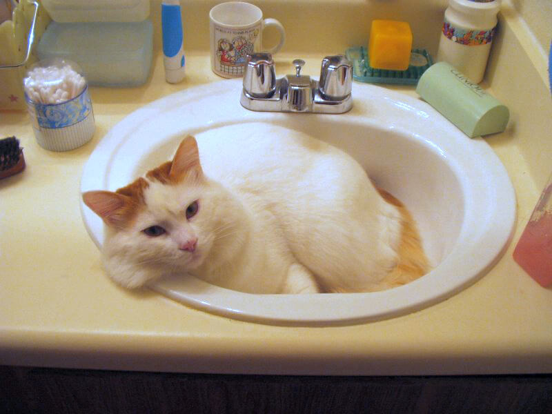 Turkish Van cat laying in a bathroom sink Cat Breeds That Love Water