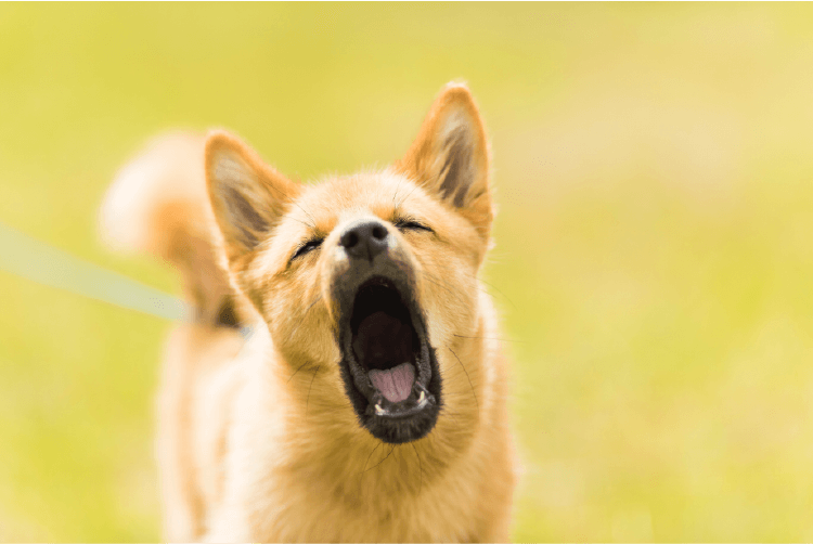 Medium sized brown dog with mouth open, barking