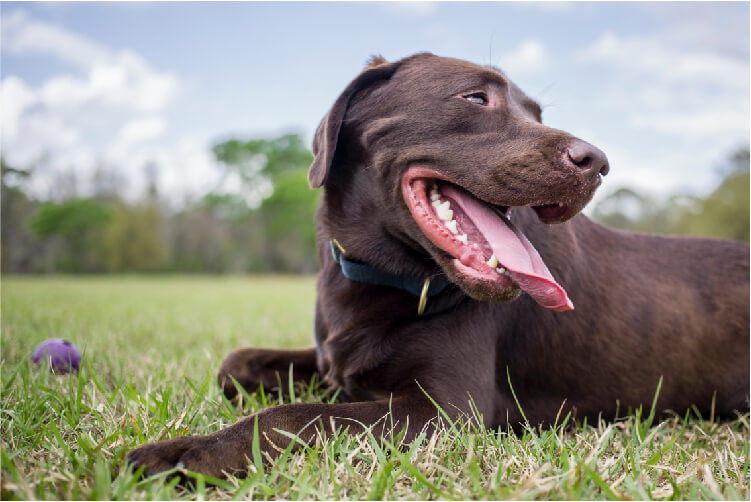 chocolate lab laying in green grass