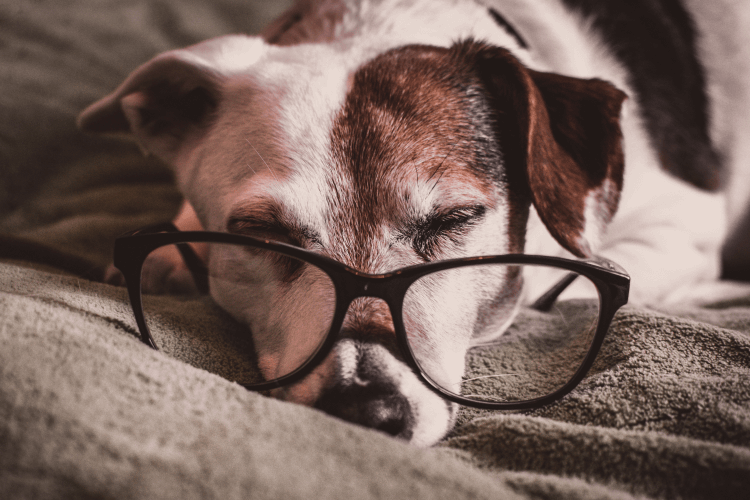 Small older dog laying on gray blanket with glasses. Critter Chatter Caring for Senior Pets