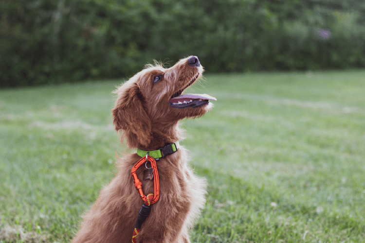 Medium-sized brown dog with green collar, sitting in the grass. Is Your Dog Ready for Advanced Training