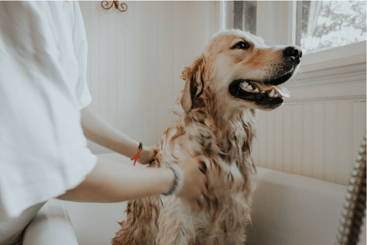 Golden retriever in a white bath tub, being bathed