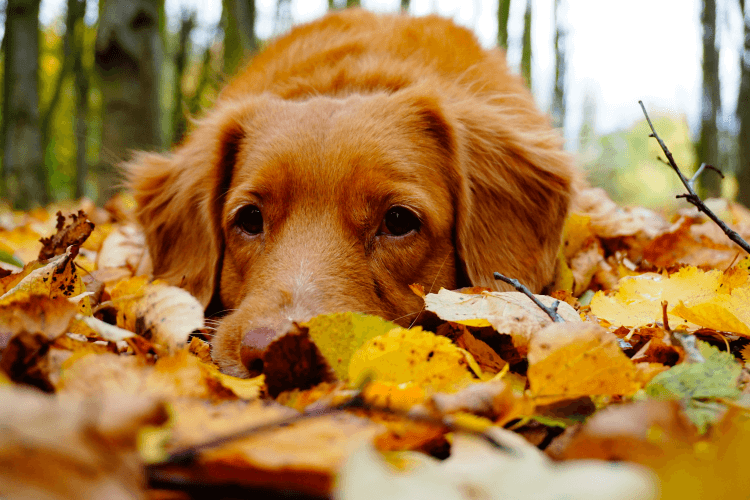 golden retriever laying in fall leaves