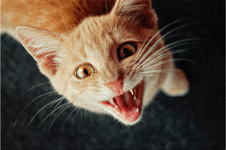 orange cat with mouth open
