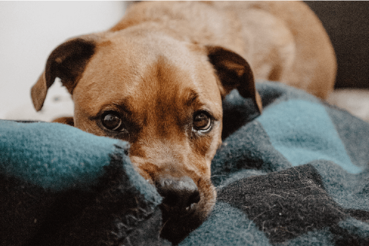 brown short coated dog laying on a navy flannel blanket