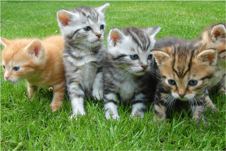four kittens sitting in the grass