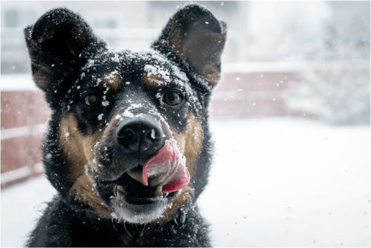 Black and tan dog, licking his face, in the snow