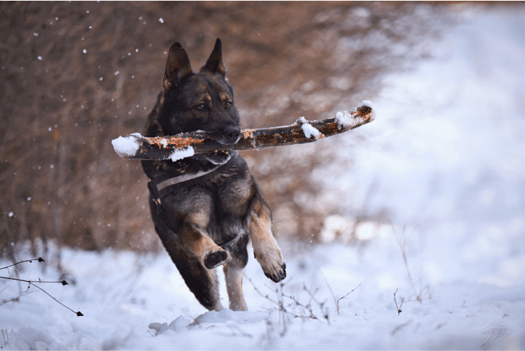 Black and brown dog carrying a stick outdoors in the snow. Winter Weather Must-Haves for Your Dog