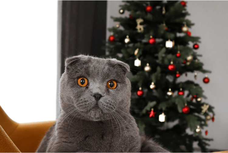 Grey cat on a gold chair, christmas tree in background, A christmas list from your cat