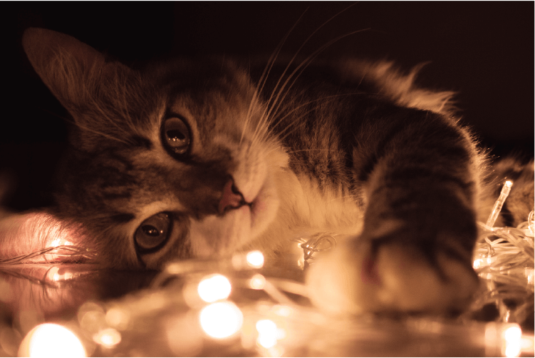 critter chatter holidays with pets, grey striped cat with christmas lights